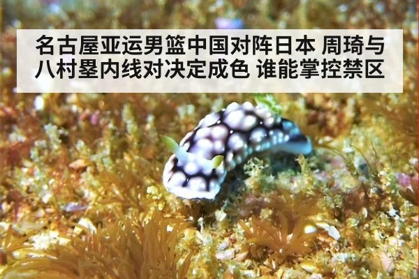 名古屋亚运男篮中国对阵日本 周琦与八村塁内线对决定成色 谁能掌控禁区